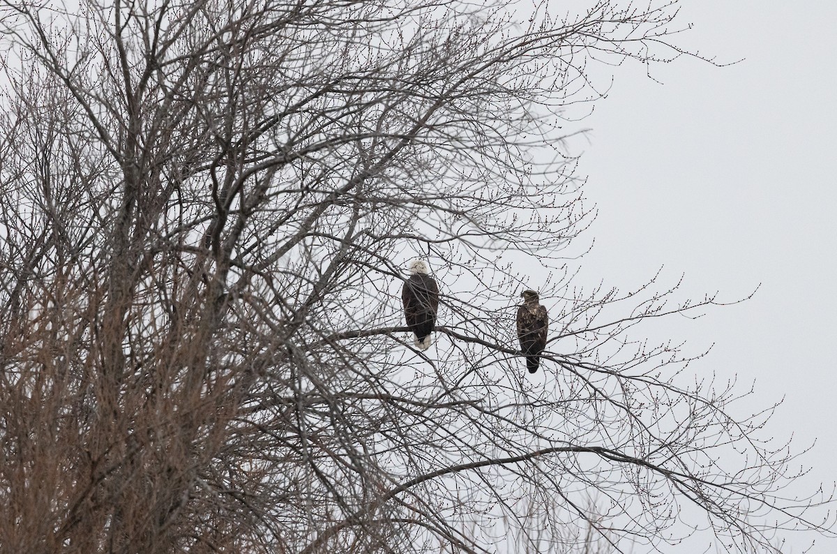 Bald Eagle - ML612361641