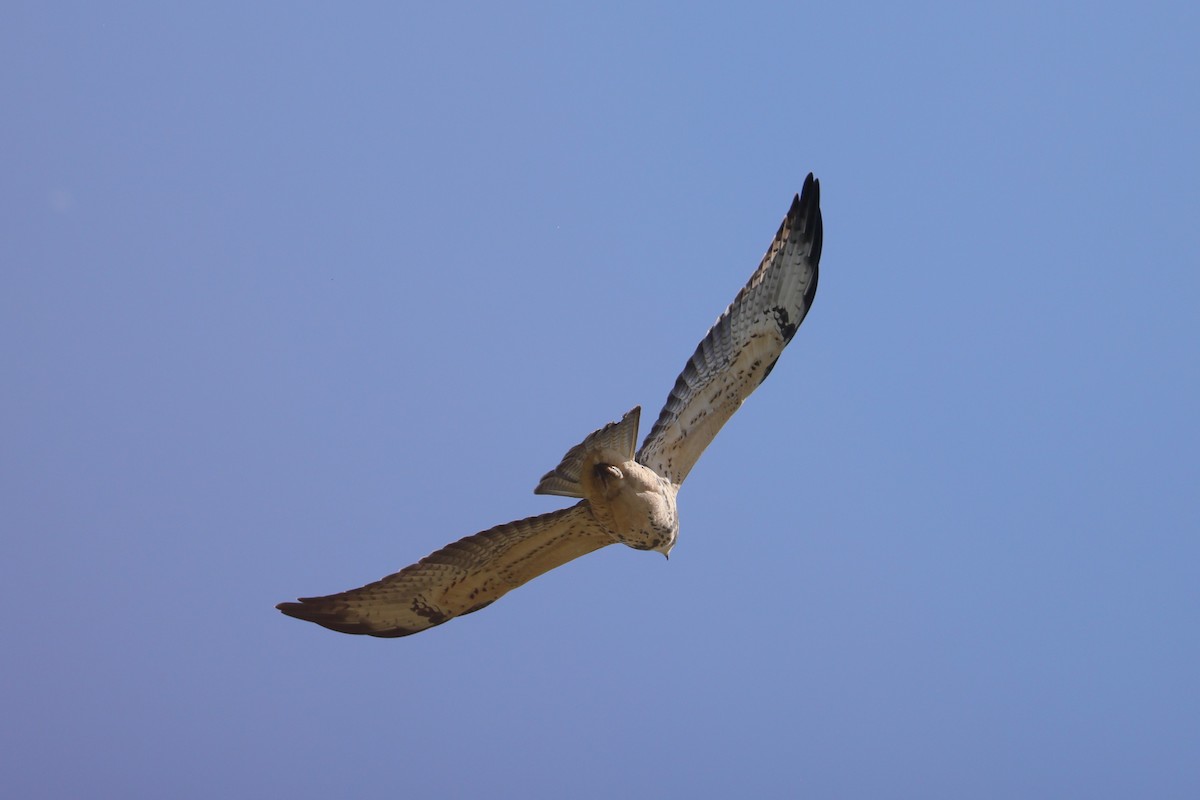 Swainson's Hawk - Allan Williams