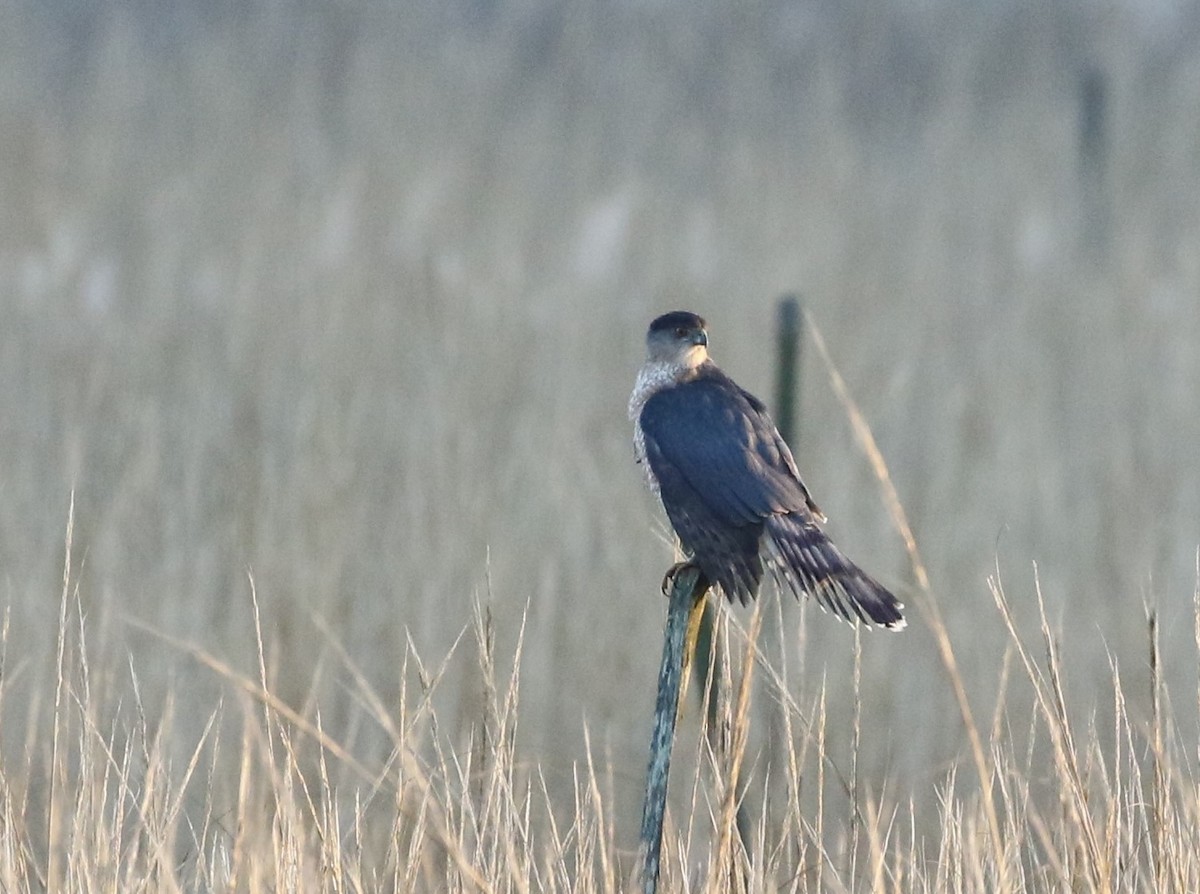 Cooper's Hawk - ML612361655