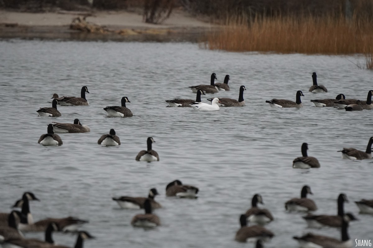 Ross's Goose - ML612361702