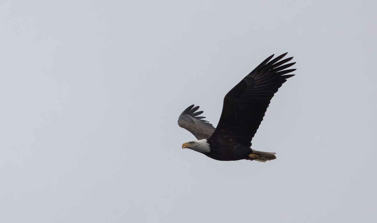 Bald Eagle - ML612361748