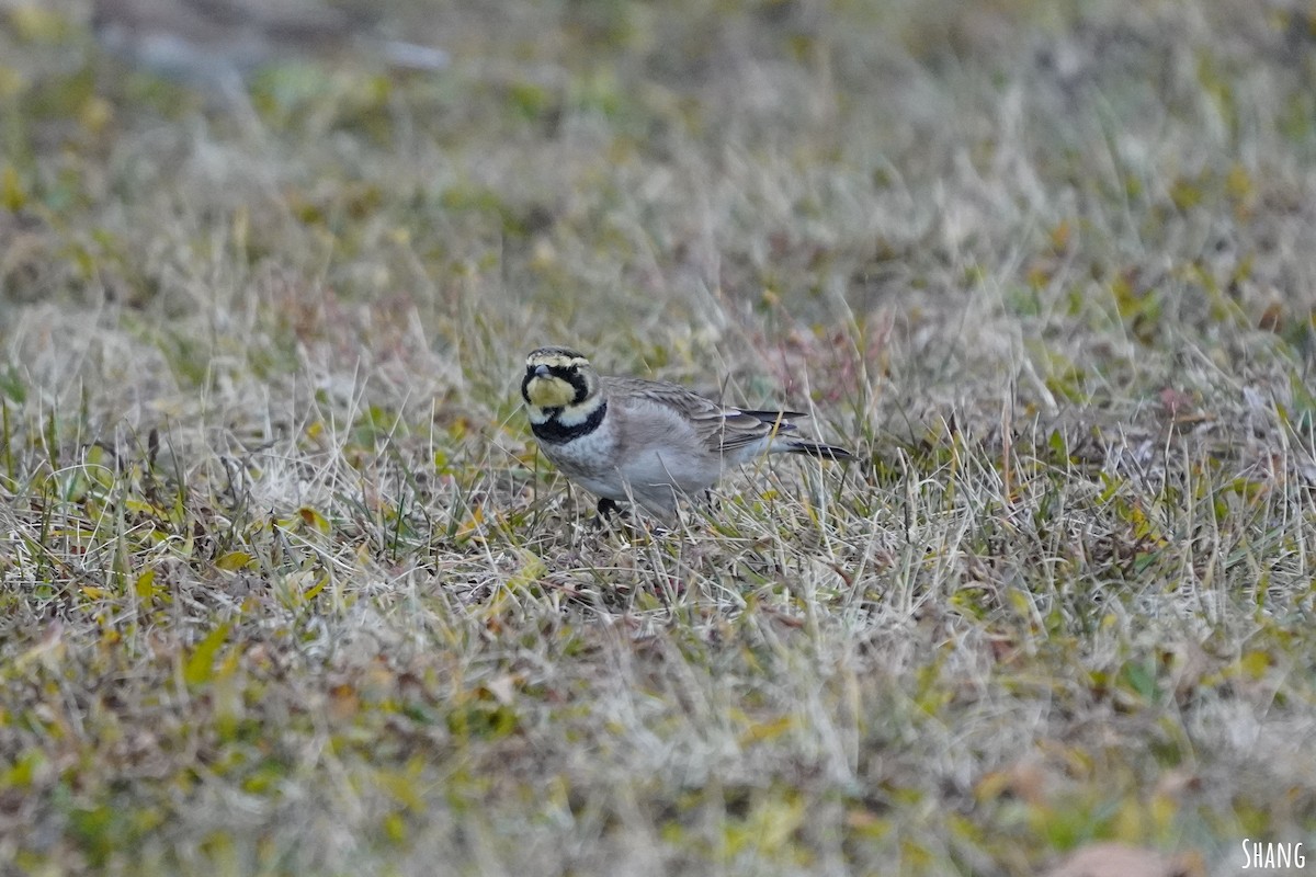 Horned Lark - ML612361773