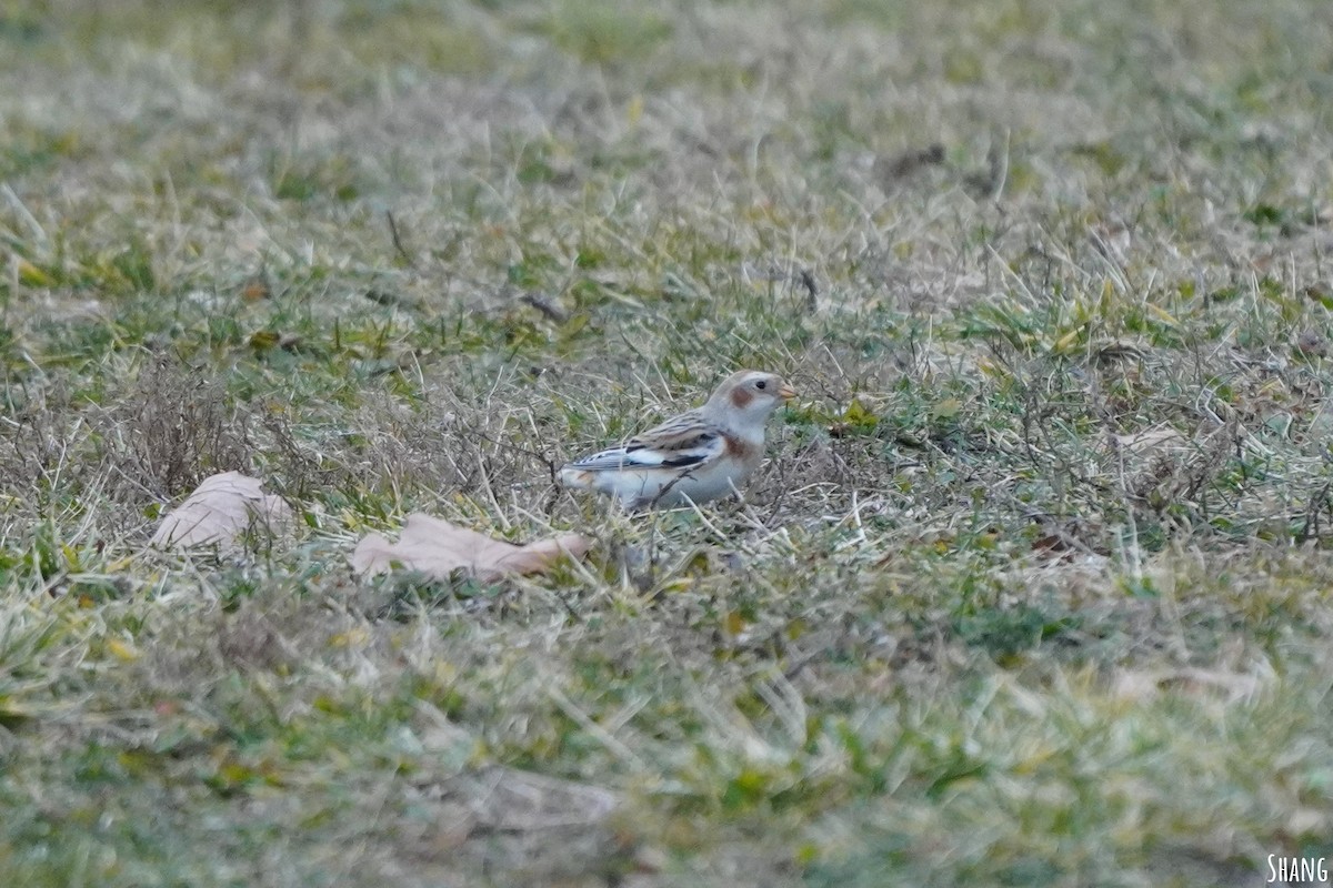 Snow Bunting - ML612361788