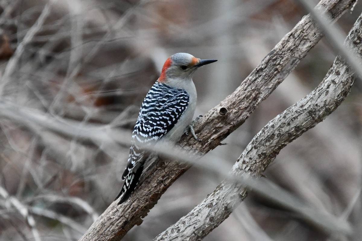 Red-bellied Woodpecker - ML612361793