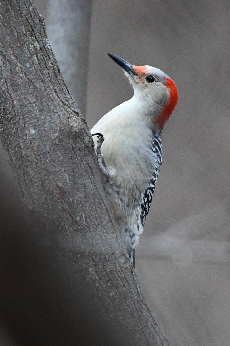 Red-bellied Woodpecker - ML612361794