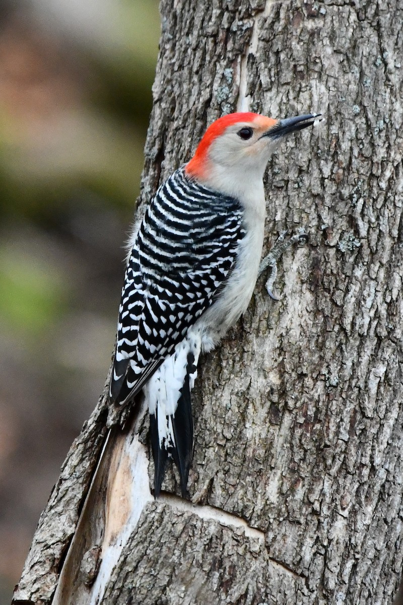 Red-bellied Woodpecker - ML612361796