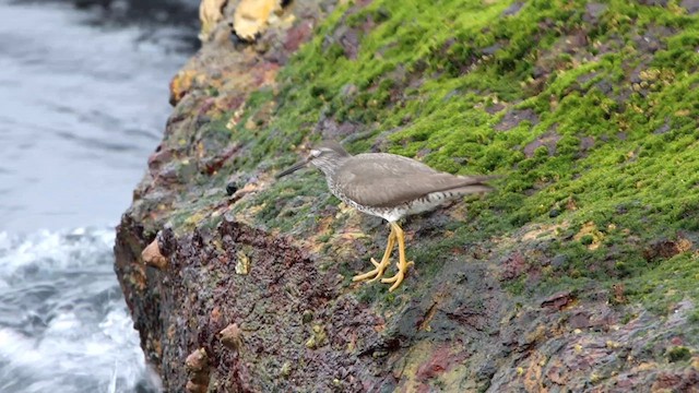 Wandering Tattler - ML612361814