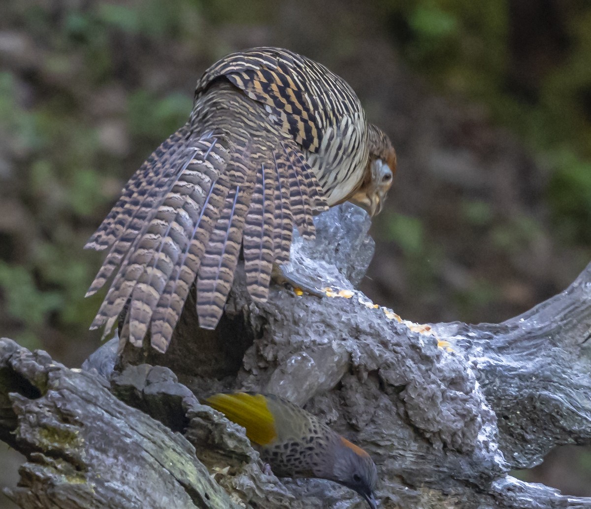 Lady Amherst's Pheasant - ML612362038