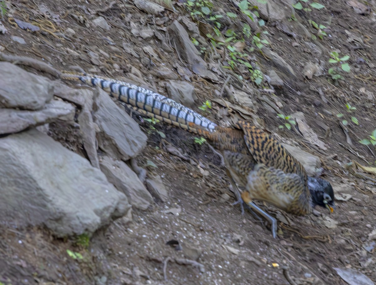 Lady Amherst's Pheasant - ML612362050