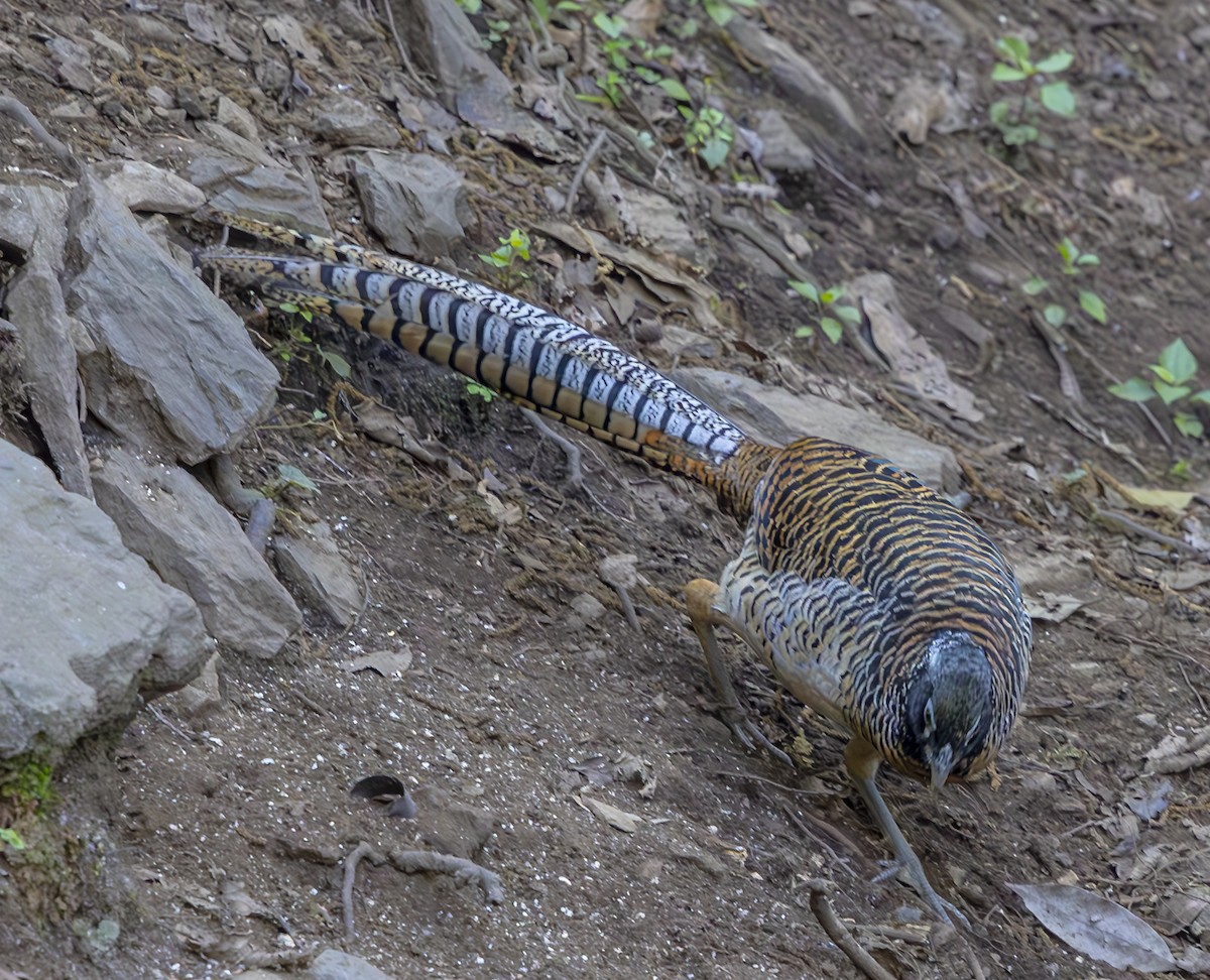 Lady Amherst's Pheasant - David Chang