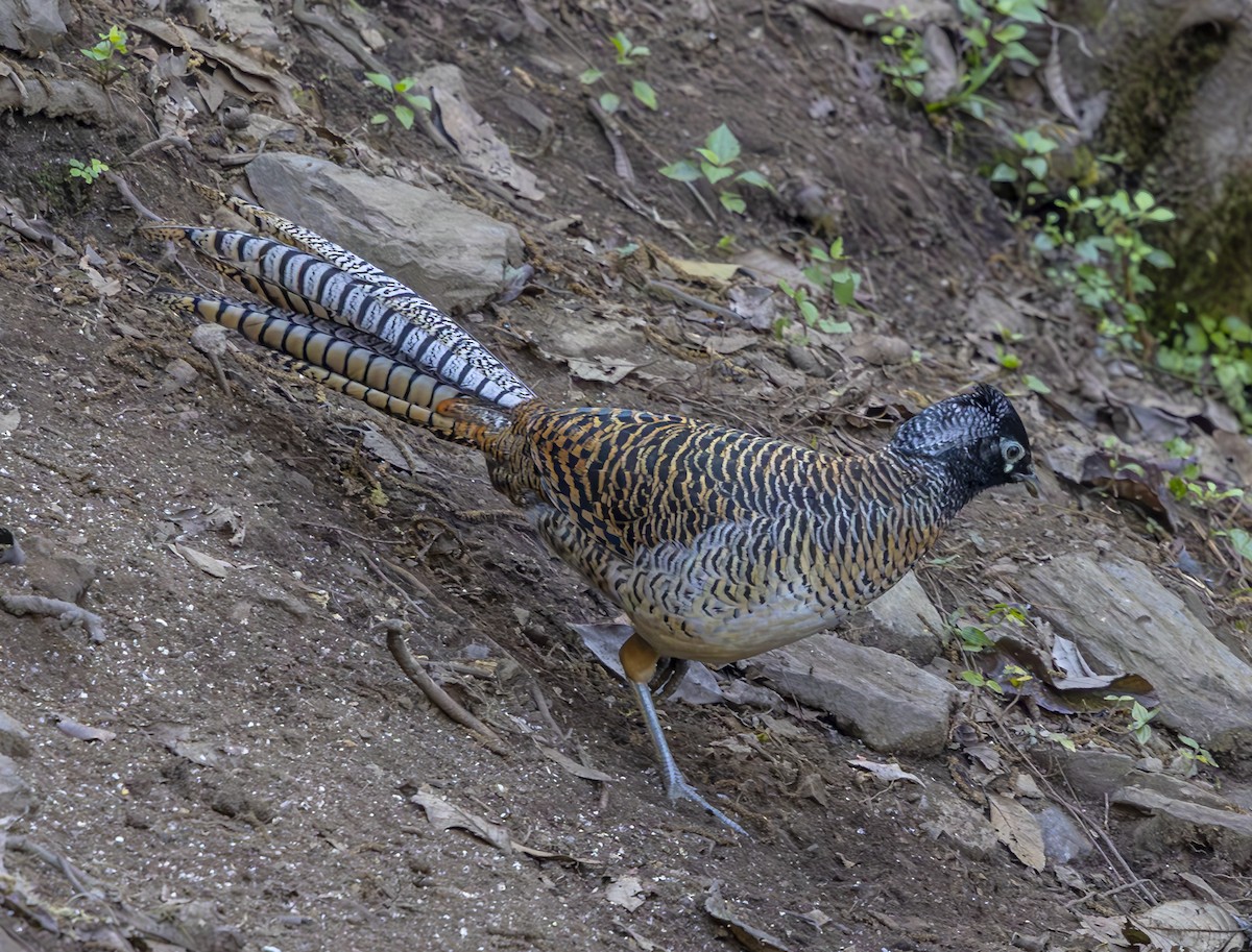 Lady Amherst's Pheasant - ML612362065