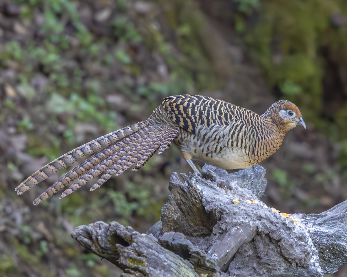 Lady Amherst's Pheasant - ML612362070