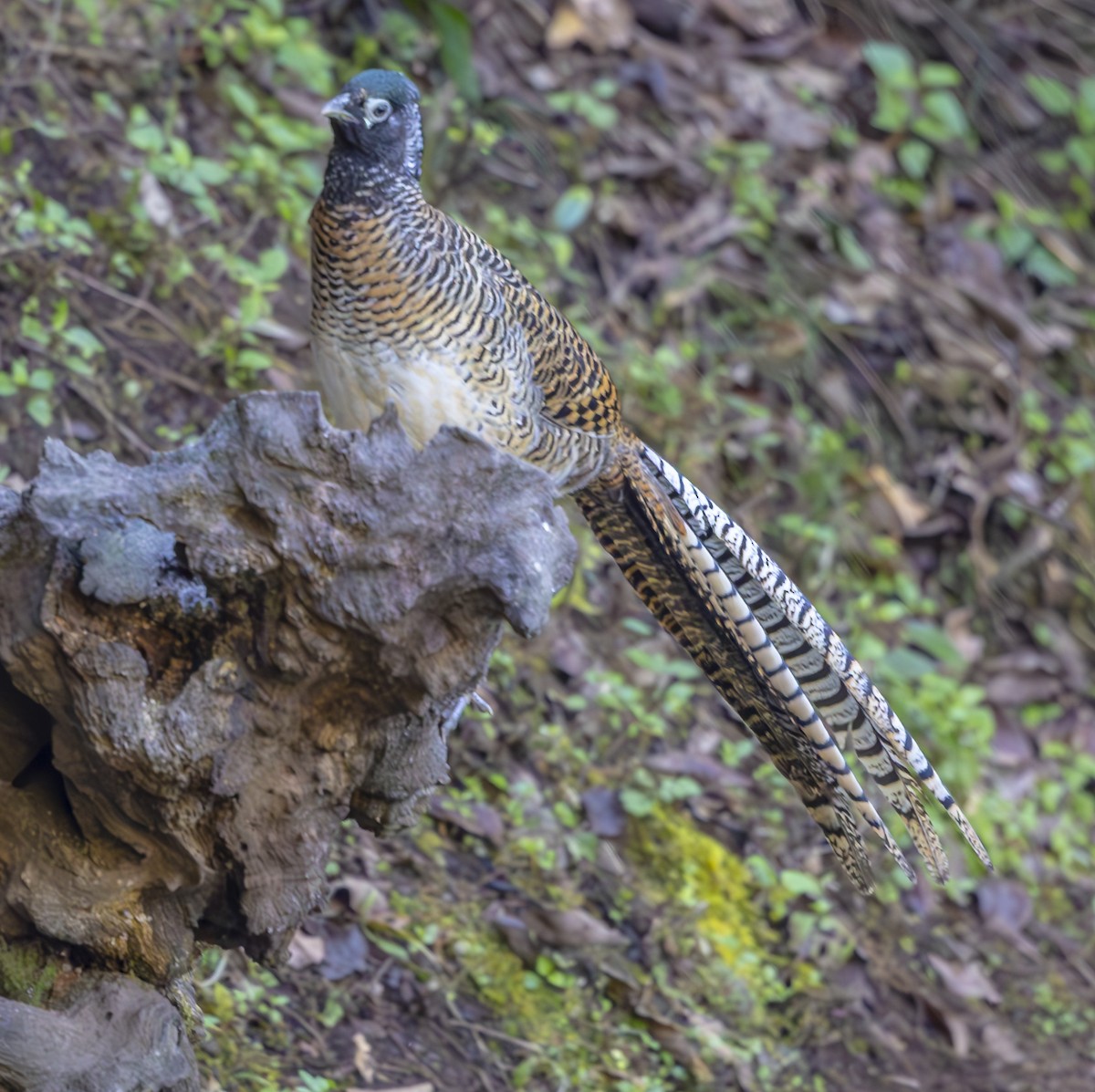 Lady Amherst's Pheasant - ML612362074