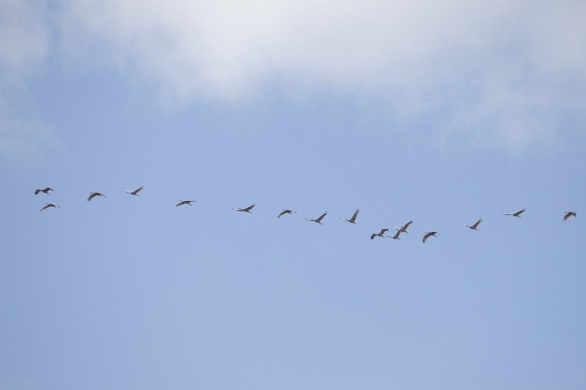 Sandhill Crane - ML612362094