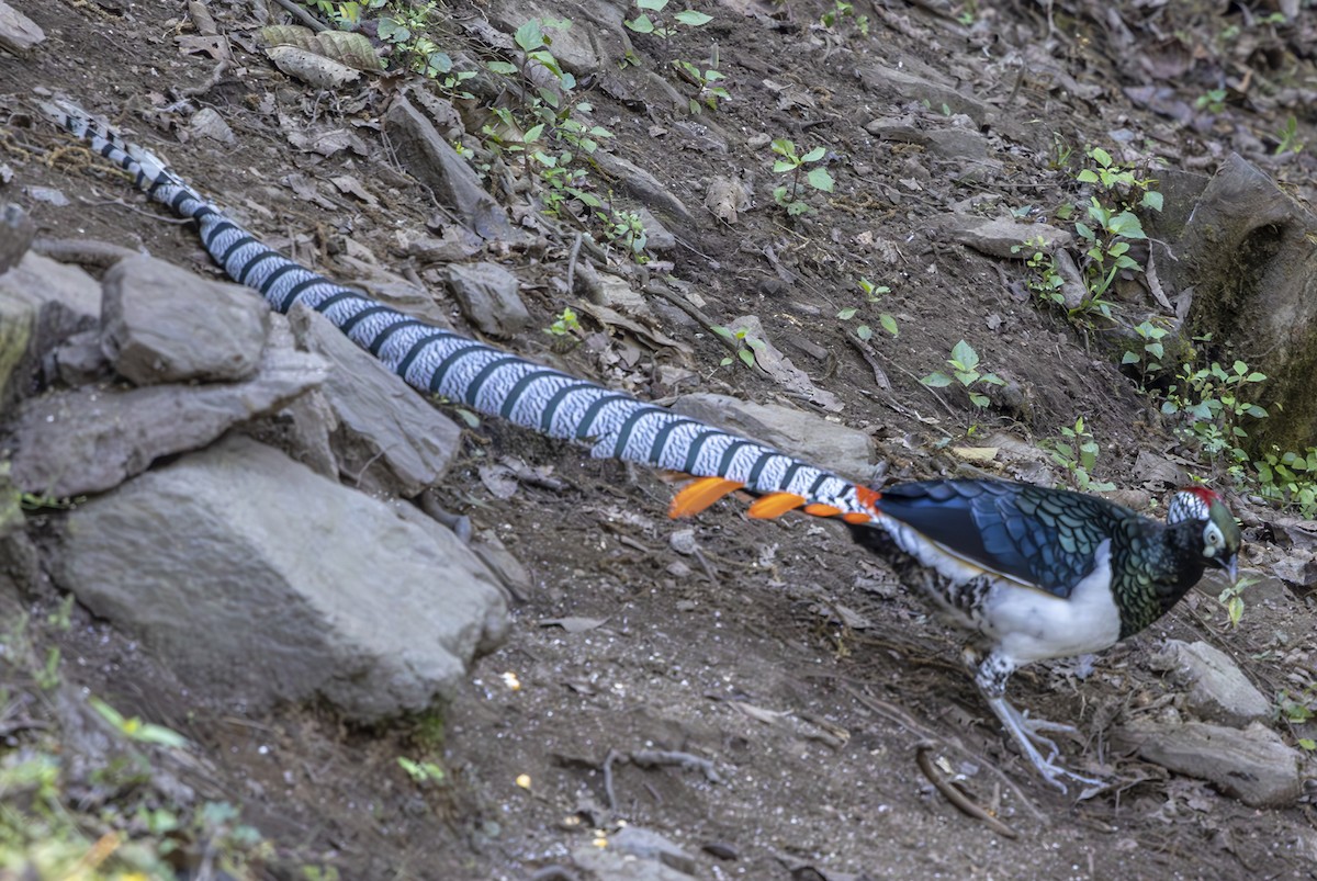 Lady Amherst's Pheasant - ML612362095