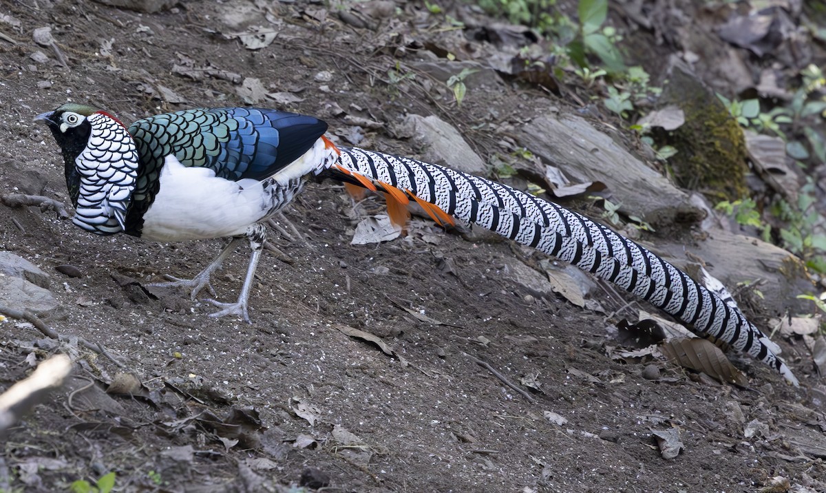 Lady Amherst's Pheasant - ML612362106