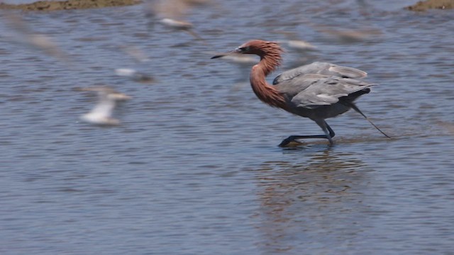 Reddish Egret - ML612362119