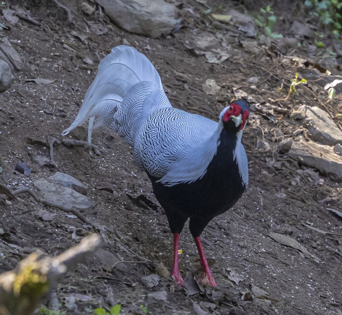 Silver Pheasant - ML612362120