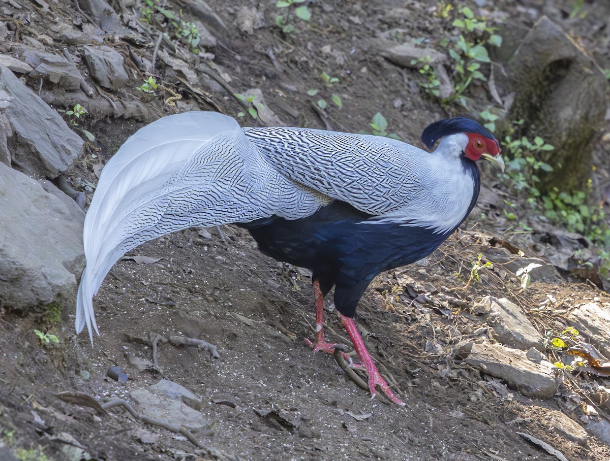 Silver Pheasant - ML612362128