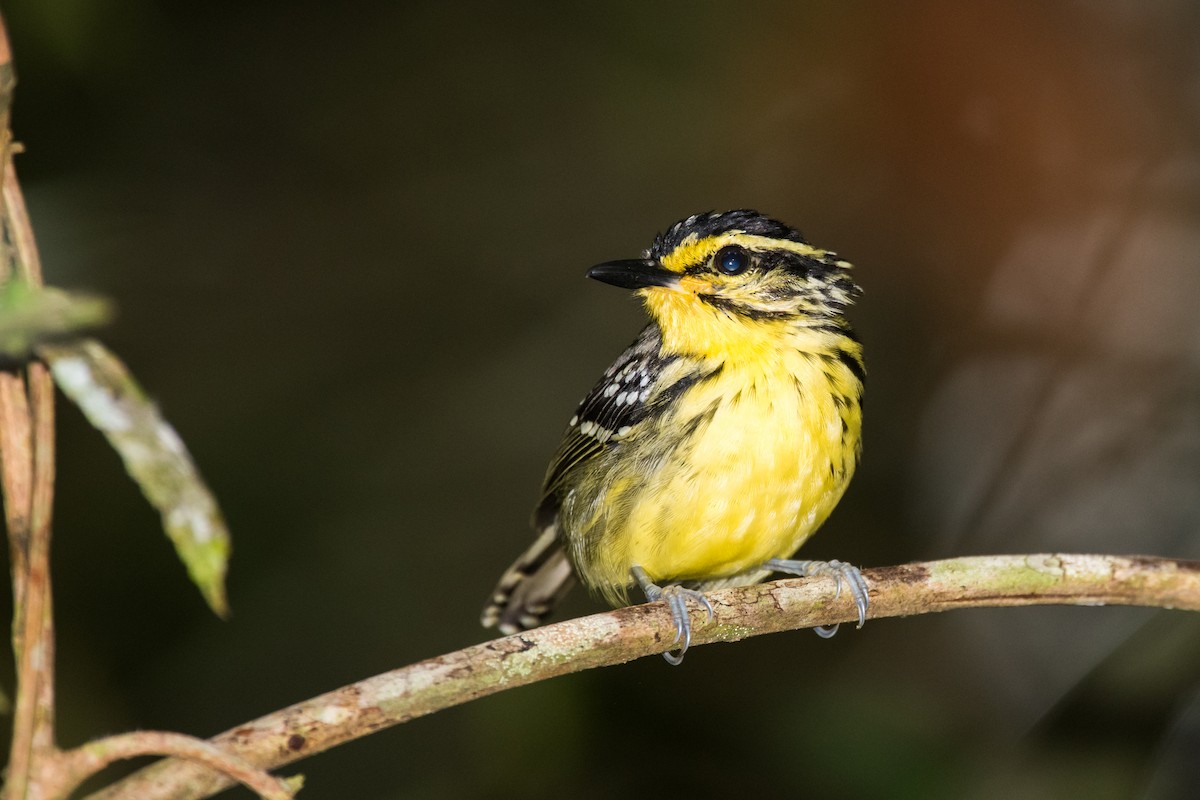 Yellow-browed Antbird - Claudia Brasileiro