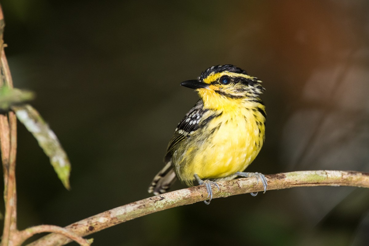 Yellow-browed Antbird - ML612362131