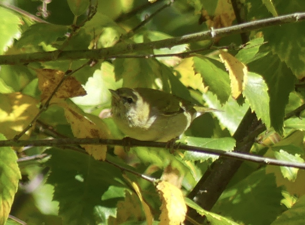 Tennessee Warbler - ML612362160