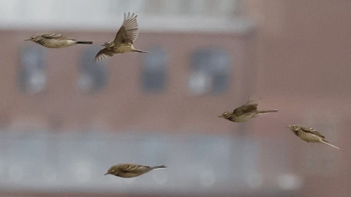 American Pipit - M A