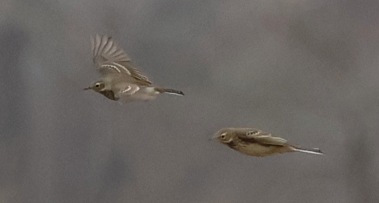 American Pipit - M A