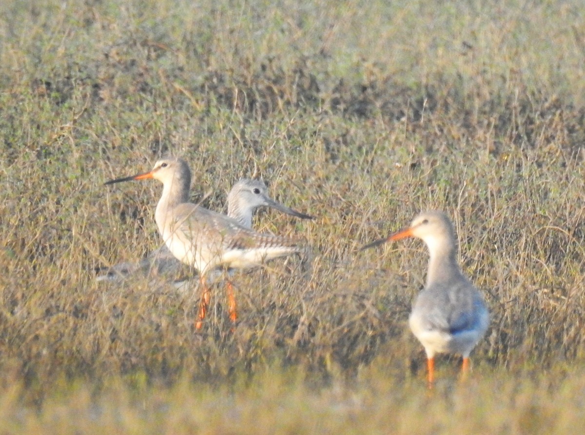 Spotted Redshank - ML612362199