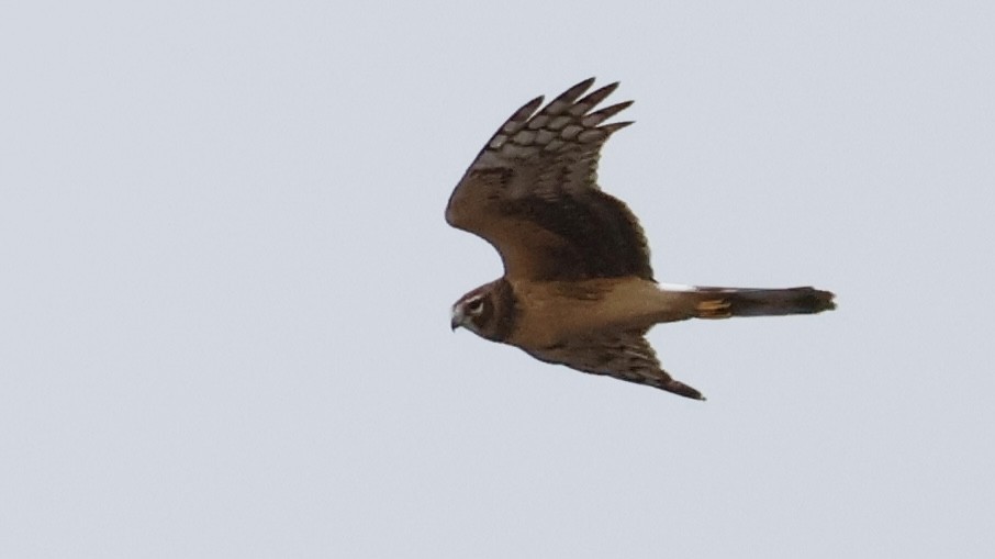 Northern Harrier - M A