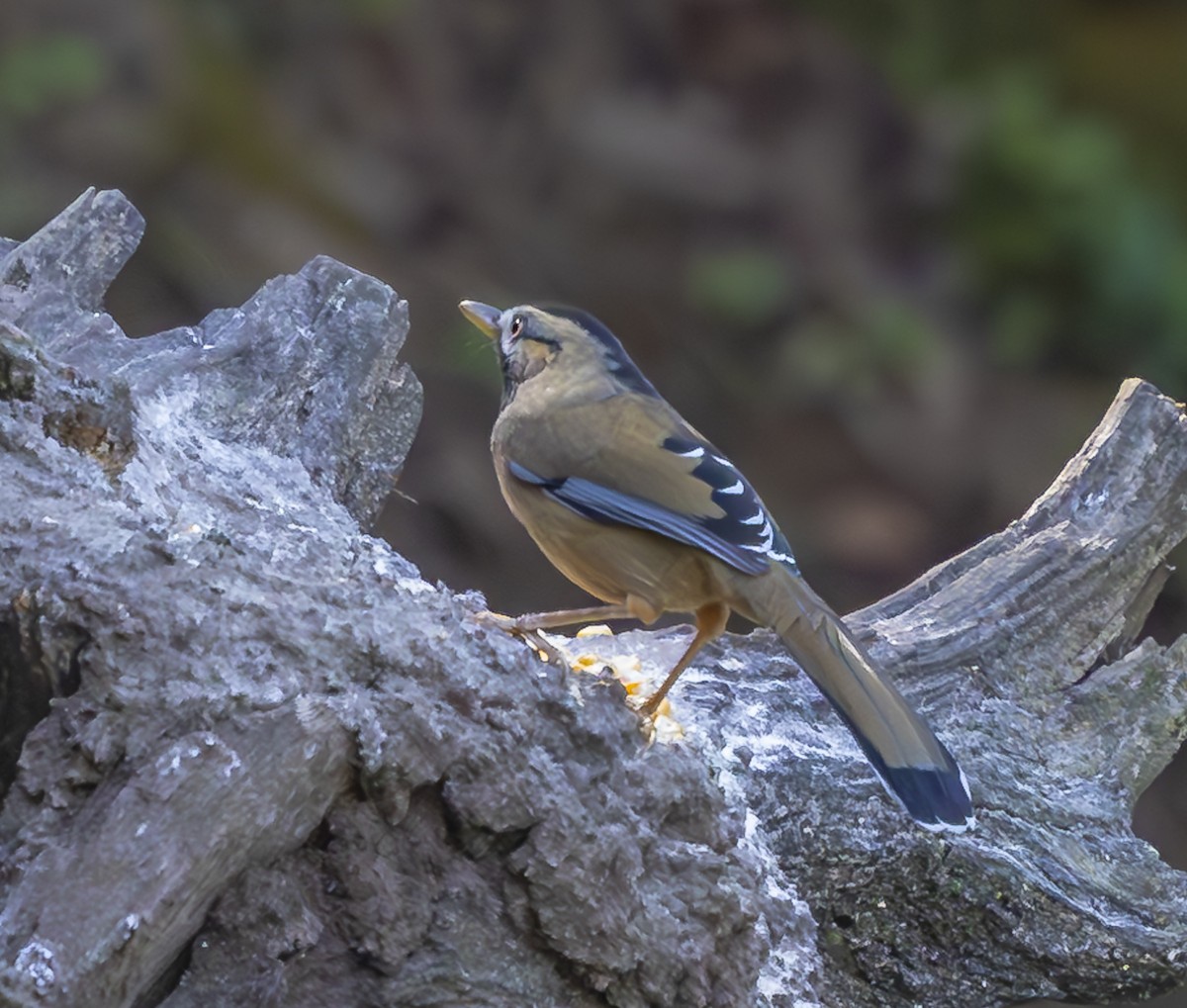 Moustached Laughingthrush - ML612362243