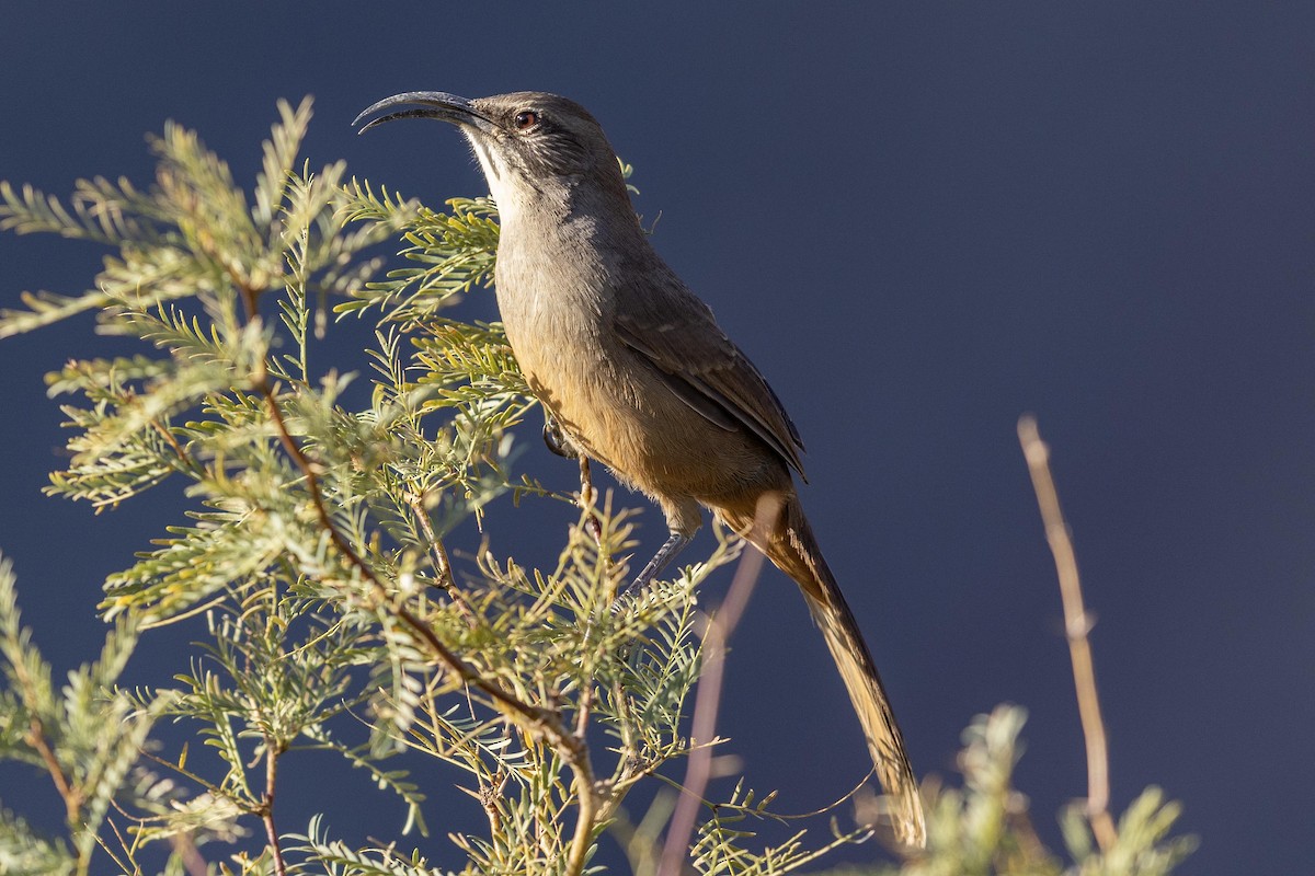 California Thrasher - ML612362284