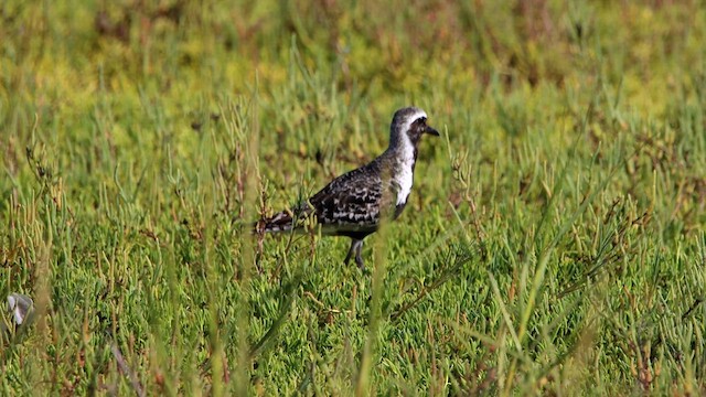 Black-bellied Plover - ML612362285