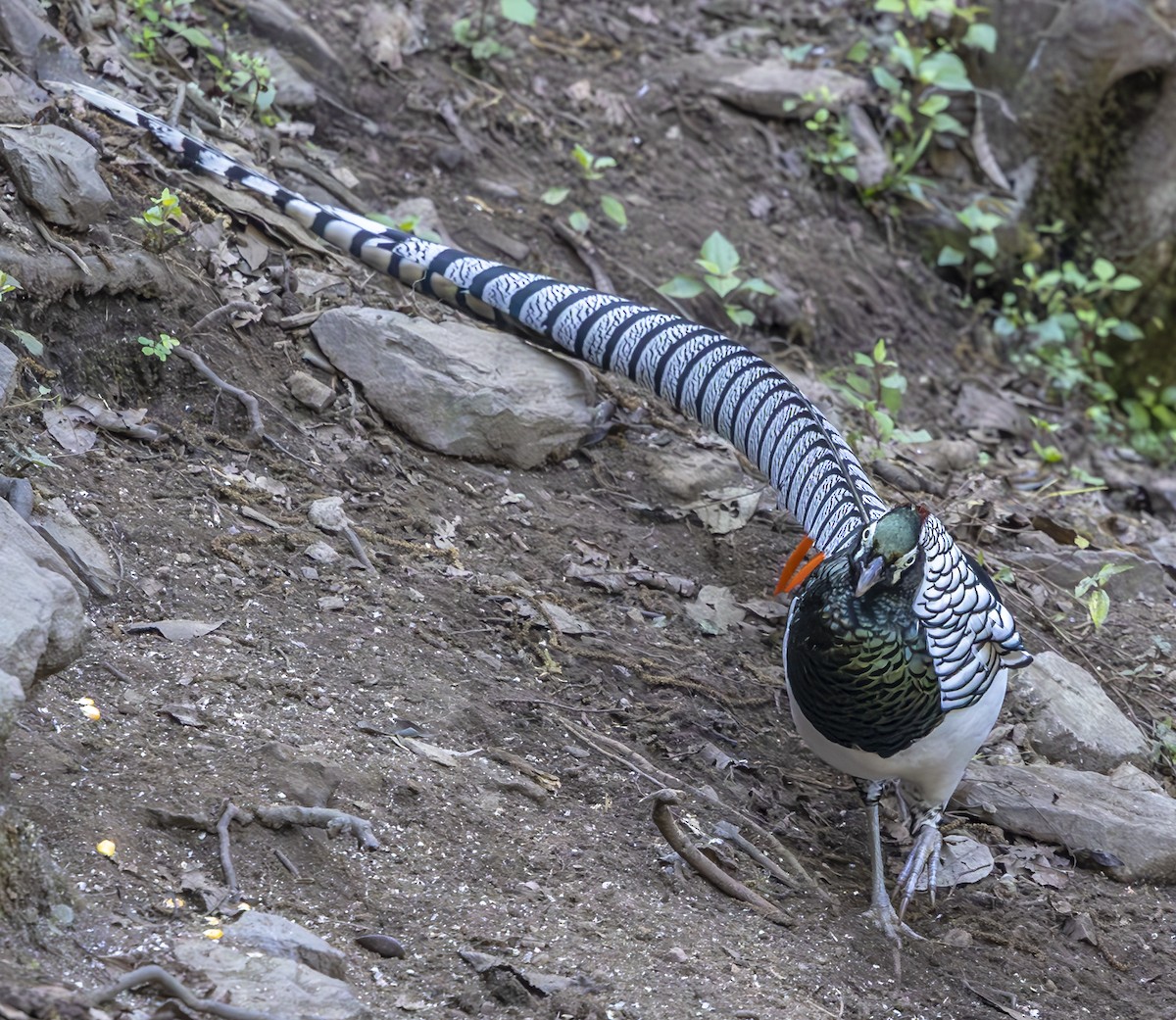 Lady Amherst's Pheasant - ML612362328