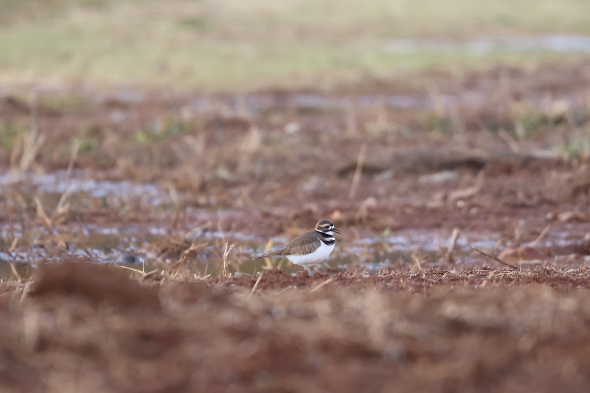 Killdeer - ML612362427