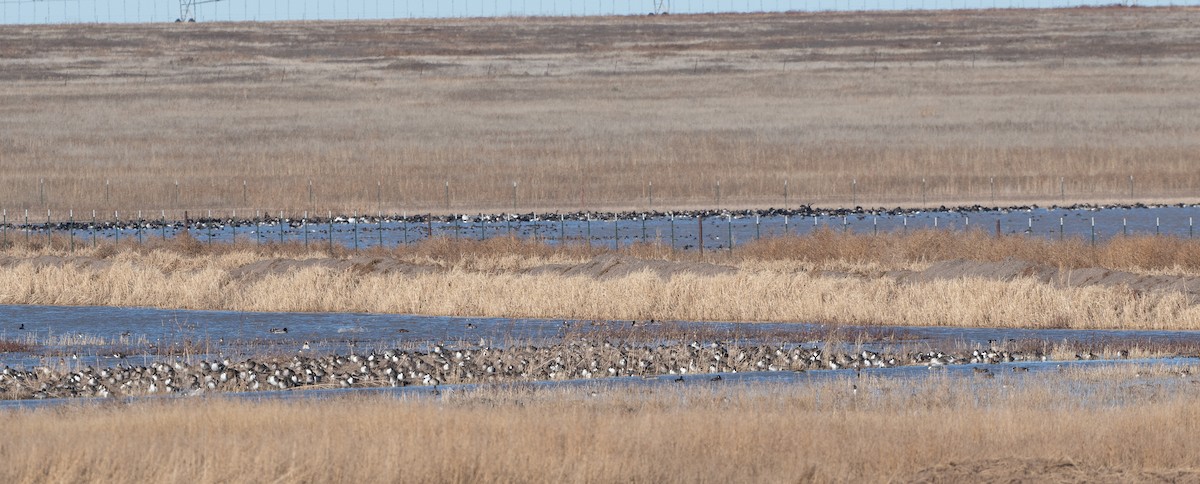 Northern Pintail - ML612362457