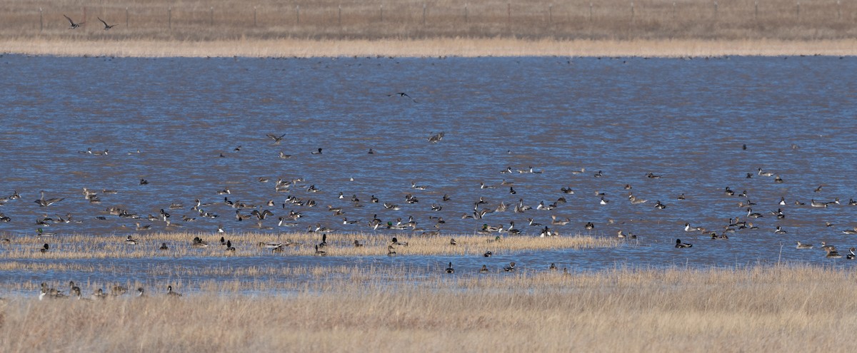 Northern Pintail - ML612362459