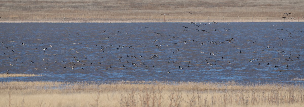 Northern Pintail - ML612362462