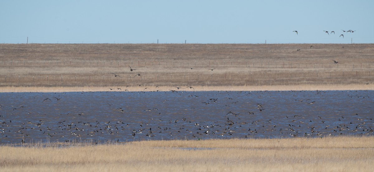 Northern Pintail - ML612362466