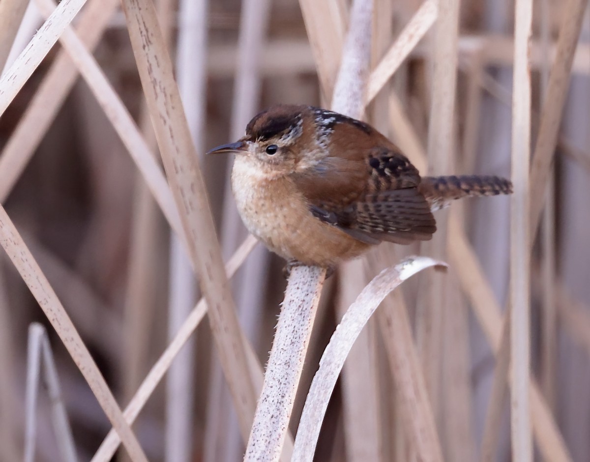 Marsh Wren - ML612362575