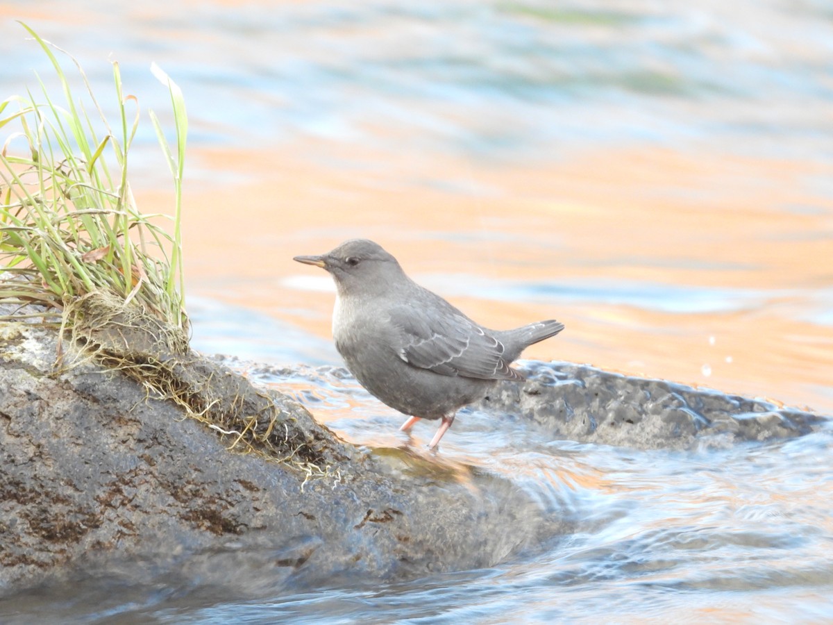 American Dipper - ML612362631