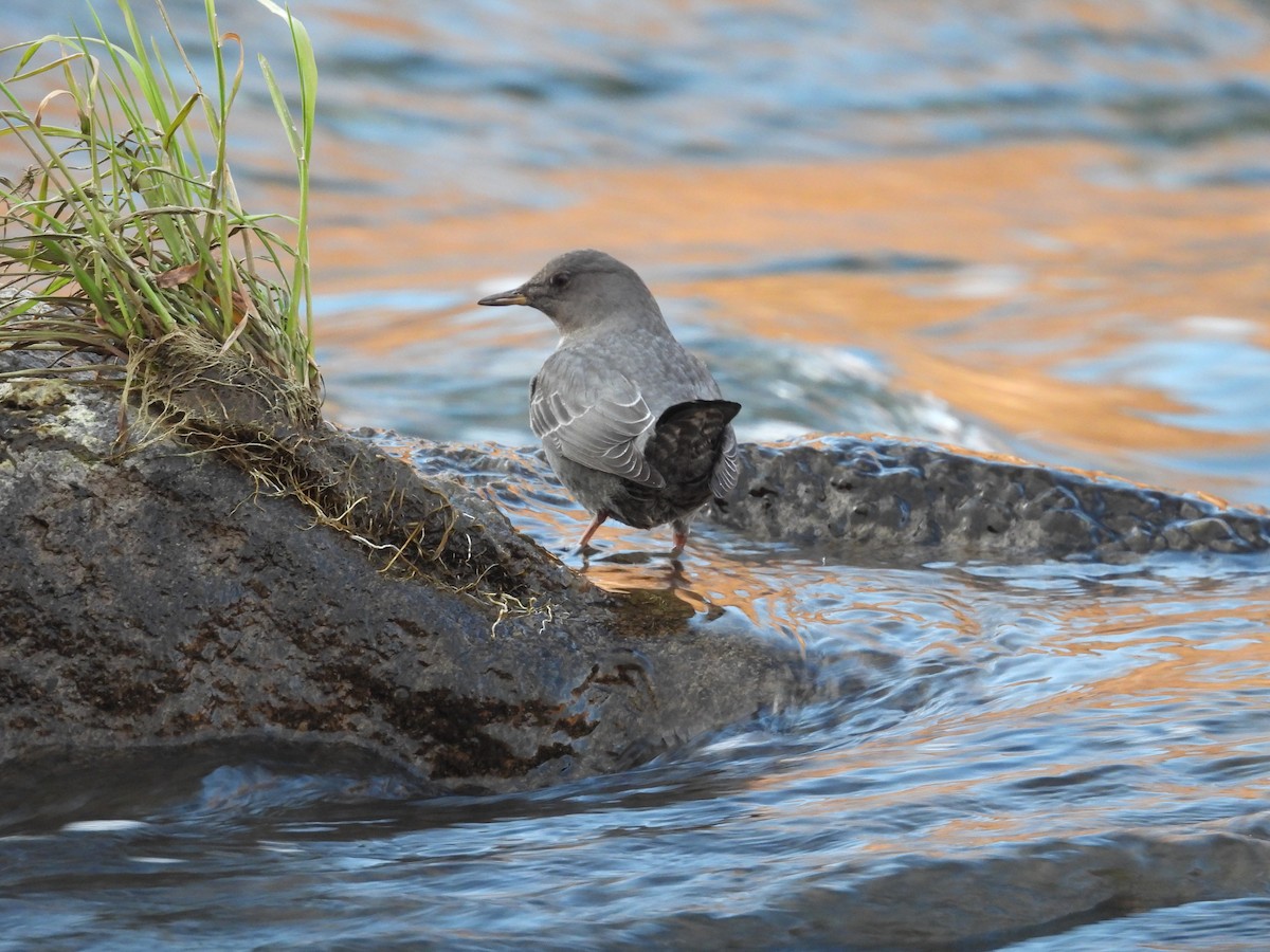 American Dipper - ML612362634