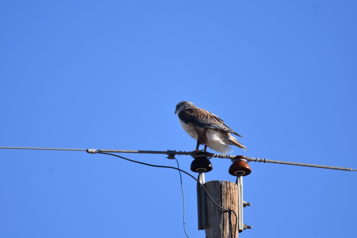 Ferruginous Hawk - ML612362637