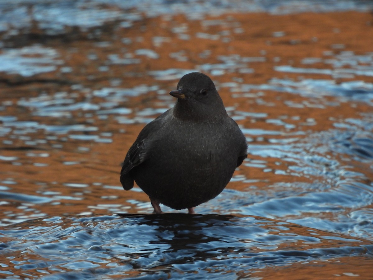 American Dipper - ML612362649