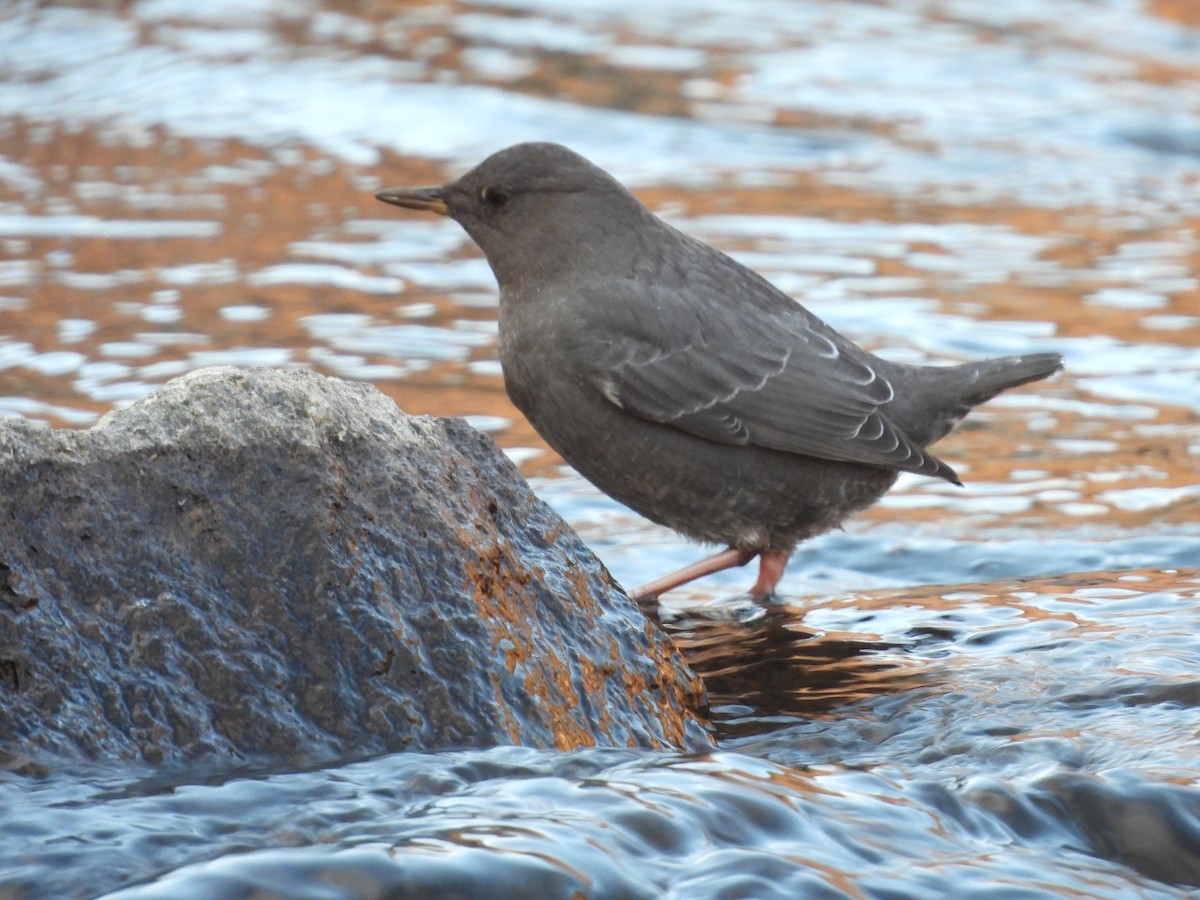 American Dipper - ML612362650