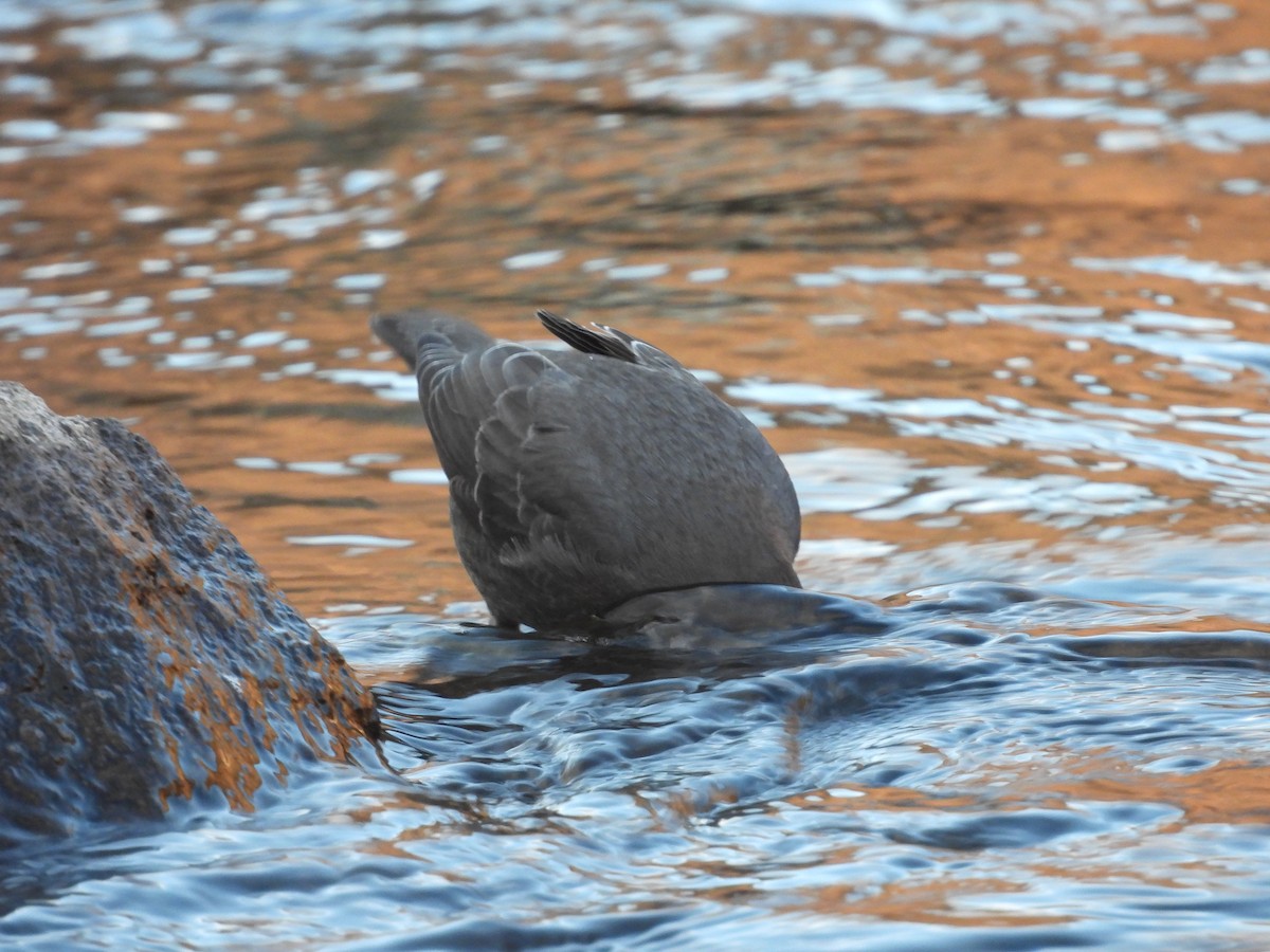 American Dipper - ML612362653