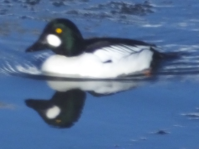 Common Goldeneye - Dave Hanscom