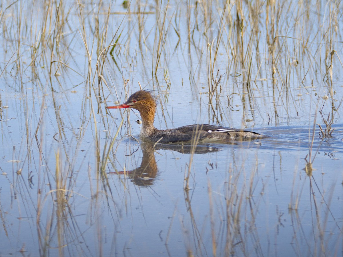 Red-breasted Merganser - ML612362694