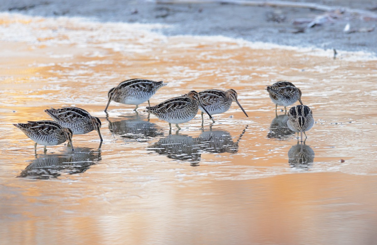 Wilson's Snipe - ML612362696