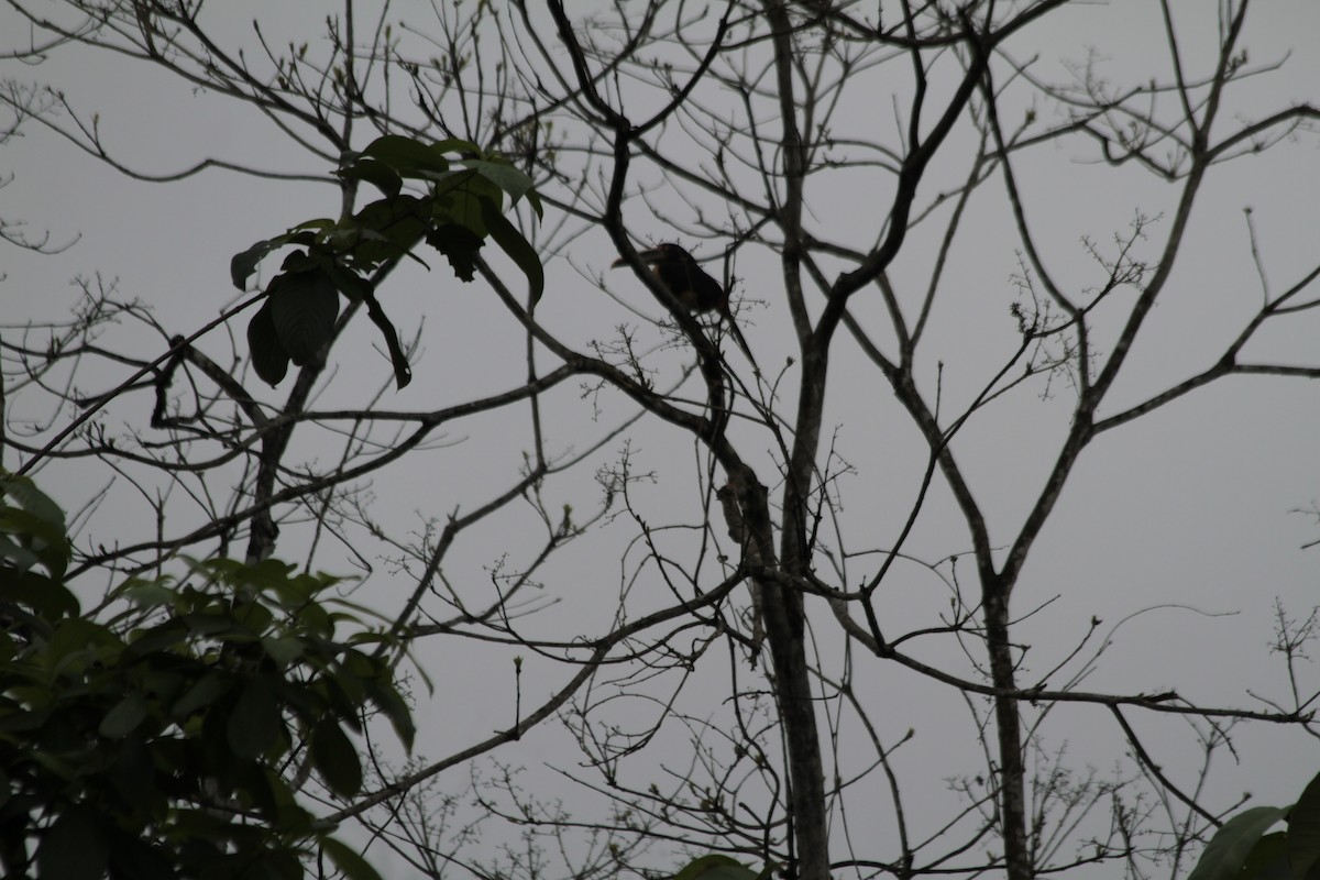 Pale-mandibled Aracari - ML612362724